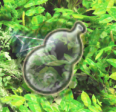 Pasted-9